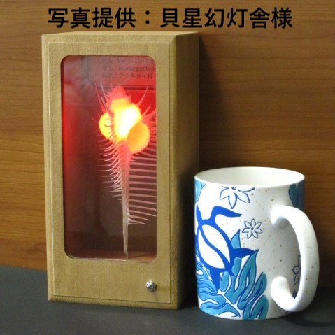 ホネガイ【13cm前後】 En: Murex Pecten (size:approx.13cm)