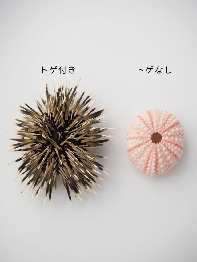 ピンクウーチン(ナガウニ)(トゲ・アリストテレスの提灯付き)【約6