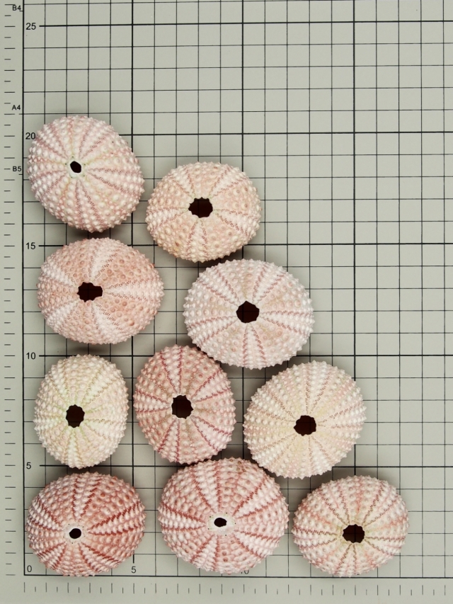 天然素材　ウニ殻　シーウーチン　綺麗なガンガゼ　標本 ウニコレ | 鳥羽水族館 飼育日記