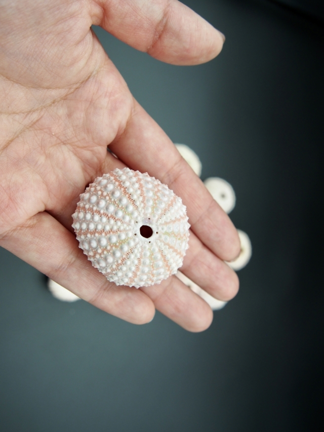 ピンクウーチン（ナガウニ）【4cm前後】 En:Pink urchin (Size