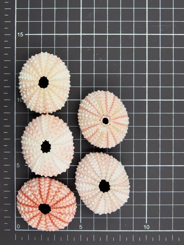 ピンクウーチン（ナガウニ）【4cm前後】 En:Pink urchin (Size