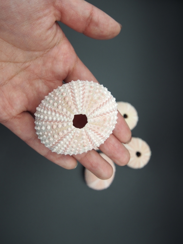 ピンクウーチン（ナガウニ）【4～6cm】 En:Pink urchin (Size:4-6cm)