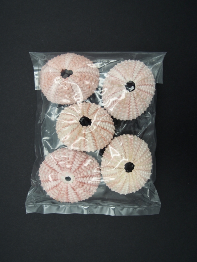ピンクウーチン（ナガウニ）【4～6cm】 En:Pink urchin (Size:4-6cm)