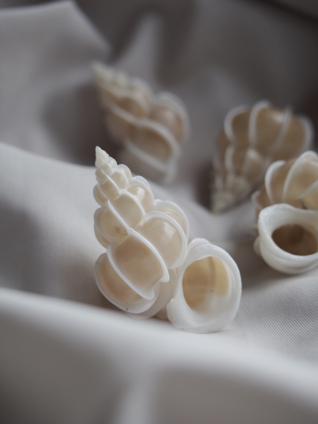 貝標本　特大サイズオオイトカケガイEpitonium scalare Microshells: Epitonium scalare オオイトカケ