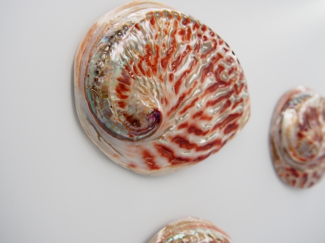 シドニーアワビ 磨き【11cm前後/1個】 En: Haliotis ruber