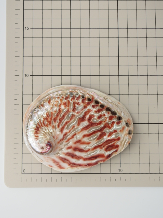 シドニーアワビ 磨き【11cm前後/1個】 En: Haliotis ruber