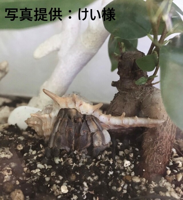 コアッキガイ【約6～9cm】 En: Murex trapa (size: 6-9cm) 貝殻