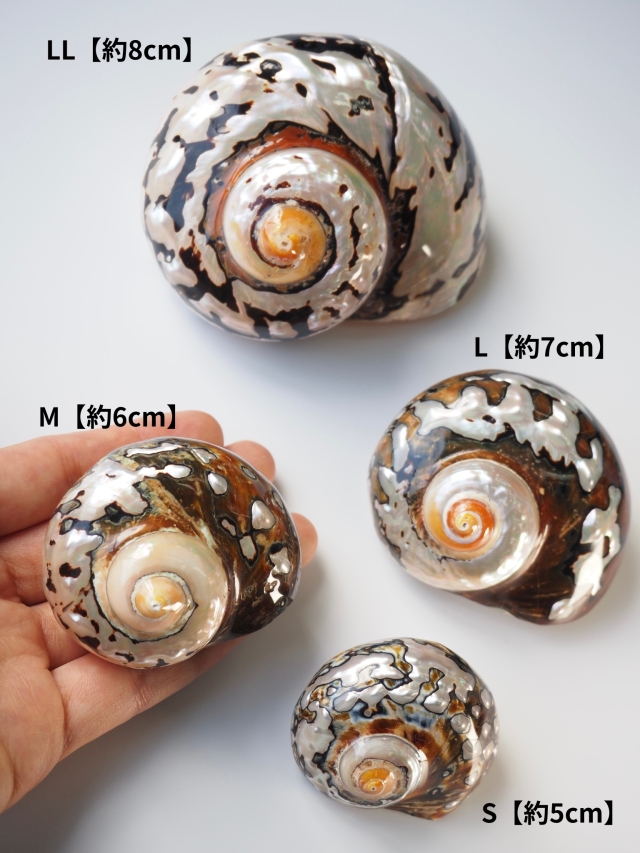 サマルティクス磨き(S)(リュウオウスガイ)【約5±0.5cm/1個】En:Turbo