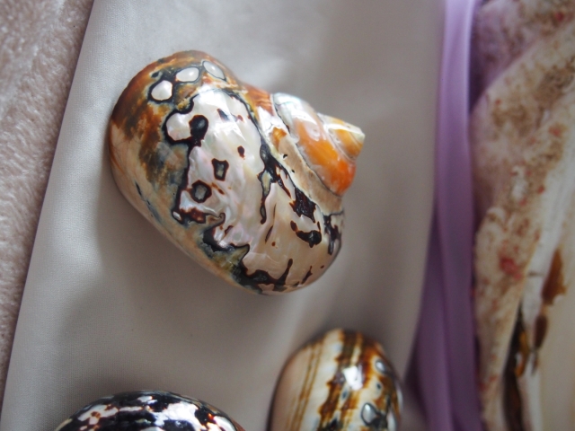 サマルティクス磨き(S)(リュウオウスガイ)【約5±0.5cm/1個】En:Turbo