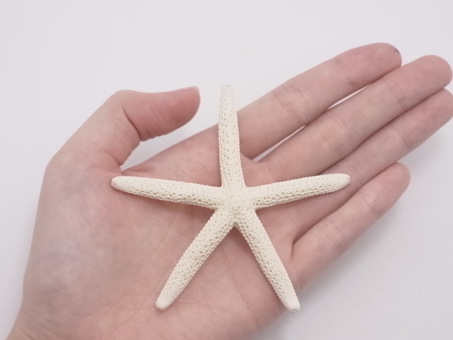 スターフィッシュ【約6～8cm/10個】