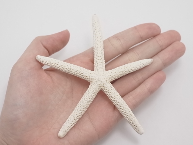 スターフィッシュ【11cm前後】[メール便可 - 10個まで]（En：Finger