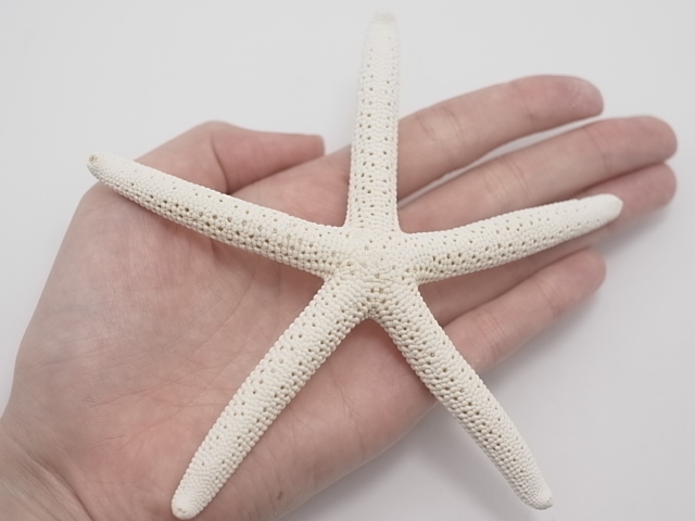 スターフィッシュ【13cm前後】[メール便可 - 5個まで]（En：Finger
