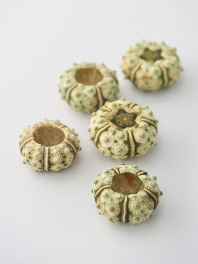 ストーンウーチン（フシザオウニ）【約2～3cm】En: Stone urchin