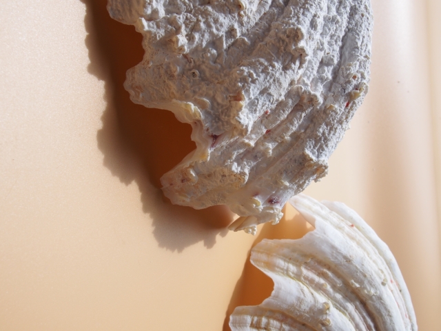 貝殻・ヤドカリ・サンゴ