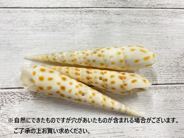 来たれ挑戦者　卵型の茶色と白の貝殻 タケノコガイの仲間【11cm前後/2本入】[メール便可-15袋まで] En