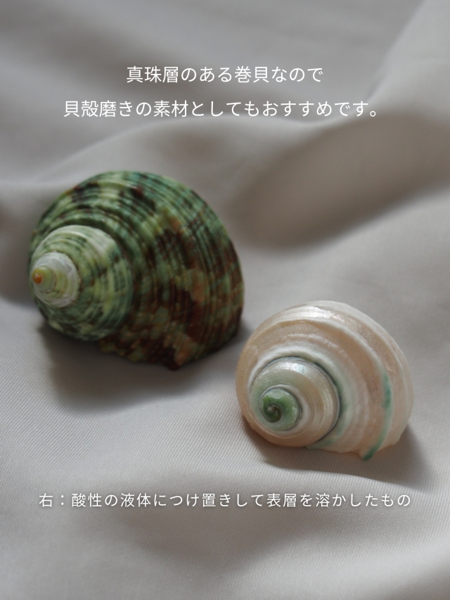 ターボグリーンシェル -大-【約3.5～5.0cm/500g】 En: Turbo Green