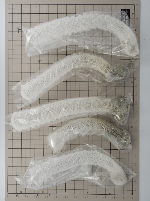 カイロウドウケツ 偕老同穴（カイロウドウケツ）【約23～26cm/1本】En: Venus' Flower