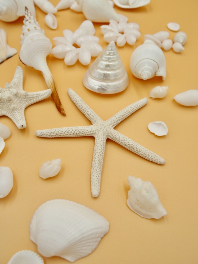 大きめの白い貝殻 Amazon.co.jp: 芸術的なクラフト愛好家のための大きな白いホタテ貝の