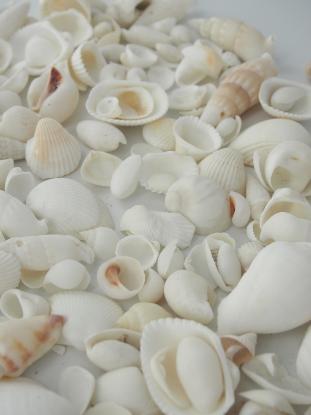 ホワイトシェルミックス【約1～5cm/500g】 [メール便可-1袋まで]