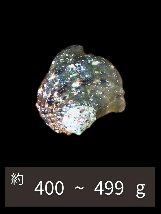 夜光貝【約1000～1299g/1個】EN:Green Turbo Snail (Size:1000-1299g, Unit:pc) 貝殻 沖縄県産夜光貝殻 700〜800ｇ 8個