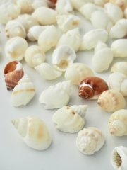 イボヨフバイ磨き【約1.5～2.5ｃｍ/100ｇ】[メール便可-4袋まで] En: Frog shell buffed(Size:1.5-2.5cm, per 100g) 貝殻