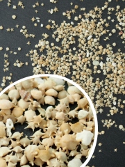 天然星の砂(無漂白)【約1～3mm】[メール便可 100g×6袋まで] En: Star sands natural (Size:1-3mm)