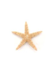 モミジ【5ｃｍ前後】[メール便可 - 100個まで]En: Sugar starfish (size:5ｃｍ) 貝殻