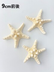 コブヒトデ【9ｃｍ前後】 En: Philippine starfish (size: approx. 9cm) 貝殻