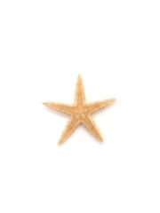 モミジ【0.5ｃｍ前後】[メール便可]　En: Sugar starfish (size:approx.0.5ｃｍ) 貝殻