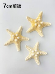 コブヒトデ【7ｃｍ前後】[メール便可-10個まで] En: Philippine starfish (size: approx. 7cm) 貝殻