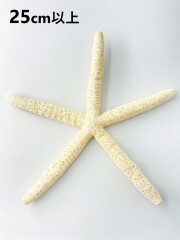 スターフィッシュ【25cm以上/1個】 En：Finger Starfish, size: approx. 25cm, per:1pc 貝殻