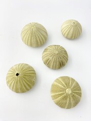 グリーンウーチン（バフンウニの仲間）【約4～6ｃｍ】En: Green urchin (size:4-6cm) 貝殻