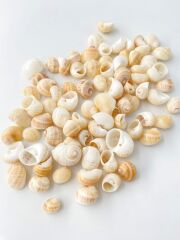 クダモノタマガイ【約1～1.7ｃｍ】[メール便可-400gまで] En: Natidae(Size:1-1.7cm) 貝殻