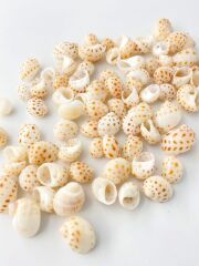 アラゴマフダマ【約1～1.5ｃｍ】[メール便可-400ｇまで]    En: Naticarius onca(Size:1-1.5cm) 貝殻