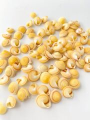 ボタンシェル【約1.0～1.5ｃｍ/20ｇ】[メール便可-5袋まで]  En: Button Snail(Size:1-1.5cm, per 20g) 貝殻