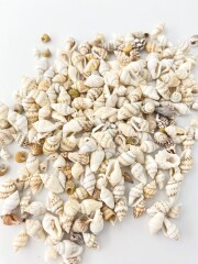 ナサシェル 自然(ムシロガイなど)【1ｃｍ前後】[メール便可-500ｇまで]  En:  Nassa shell (Size:1cm) 貝殻