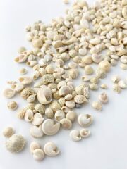 ホワイト アンボンニュ(サラサキサゴ)【約1±0.5ｃｍ】[メール便可-400ｇまで]  　 En:  Umbonium  -white- (size:1±0.5cm) 貝殻