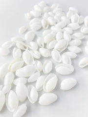 カイコガイ磨【約1.5～2.5ｃｍ】[メール便可-400ｇまで]    En: White Bullets (Size:1-2.5cm) 貝殻