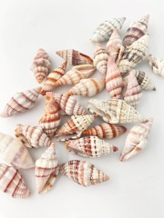 オオミノムシガイ【約3.0～5.0ｃｍ】[メール便可-400gまで]  En: Mitrasanguisuga(Size3-5cm) 貝殻