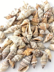 ウルシス【約2.5～5.0ｃｍ/500ｇ】   En: Strombus Urces (Size:2.5-5cm,per 500g) 貝殻