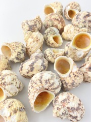 ヤドカリのお宿　{ 貝殻  巻貝 B } B,キイロイガレイシ 貝殻 巻き貝 ピース貝 ヤドカリのおうち - メルカリ