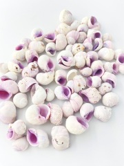 クチムラサキサンゴヤドリ【約1.5～3.0ｃｍ】[メール便可-500ｇまで]En: Cebu beauty (size:1.5-3cm) 貝殻