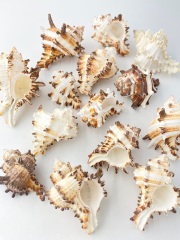 ノシメガンゼキ【約4.5～8.0cm/500ｇ】En:  Murex Endebia (Size:4.5-8cm, per 500g) 貝殻