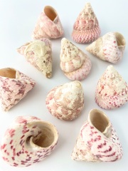 ベニシリダカ【約4.0～6.0ｃｍ/500ｇ 】 En:Tectus conus (size:4-6cm, per 500g) 貝殻