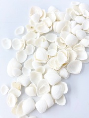 ホワイトカイカイ【約1.0～2.5ｃｍ】[メール便可-500ｇまで] En: White cay cay (size:1-2.5cm) 貝殻