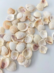 ケーキシェル(ハナガイ)【約2.0～2.5ｃｍ】[メール便可-400ｇまで]En: Wedding cake shell (size:2-2.5cm) 貝殻