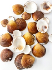 ソメワケグリガイ片面【約 2.0～4.0ｃｍ】[メール便可-400ｇまで]  En: Glycymeris reevei (size:2-4cm） 貝殻