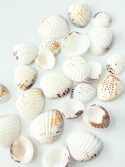 ベニウスクラム【約2.5～4.0ｃｍ】[メール便可-400ｇまで]    En:Venus Clam (size:2.5-4cm) 貝殻