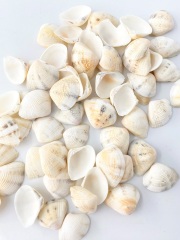 サンカクアサリ【約1.5～2.5ｃｍ】[メール便可-300ｇまで]   En: TRG clam (size: 1.5-2.5cm) 貝殻