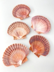 ボグデシフラツ(メキシコイタヤガイ)【約6.0～8.0ｃｍ】[メール便可-300ｇまで]   En:Pecten Vogdesi flat side (size:6-8cm) 貝殻
